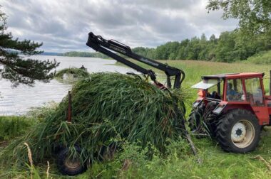 Kirkkojärven ruovikoita on niitetty intensiivisesti